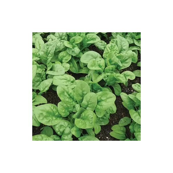 Spinach, Early Hybrid