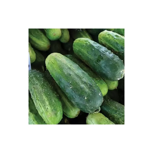 Squash, Burgess Buttercup - 1,000 Seed Count