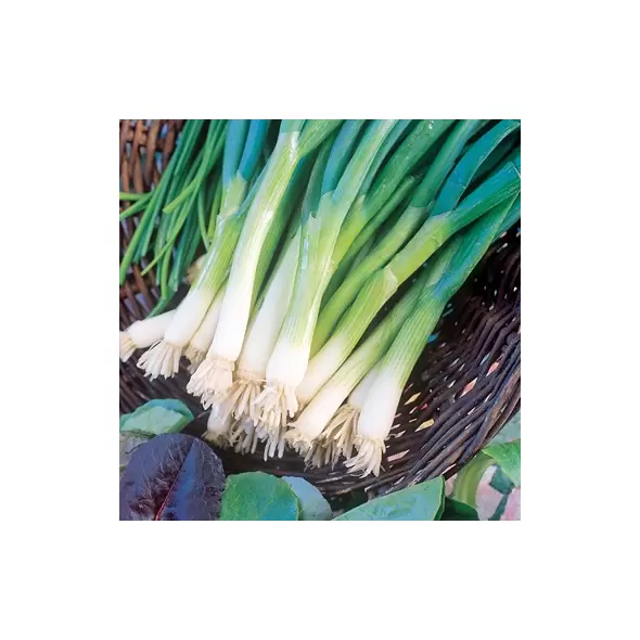 Onion, Long White Bunching Tokyo - 10,000 Seed Count