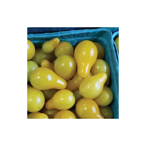 Tomato, Yellow Pear - 1,000 Seed Count