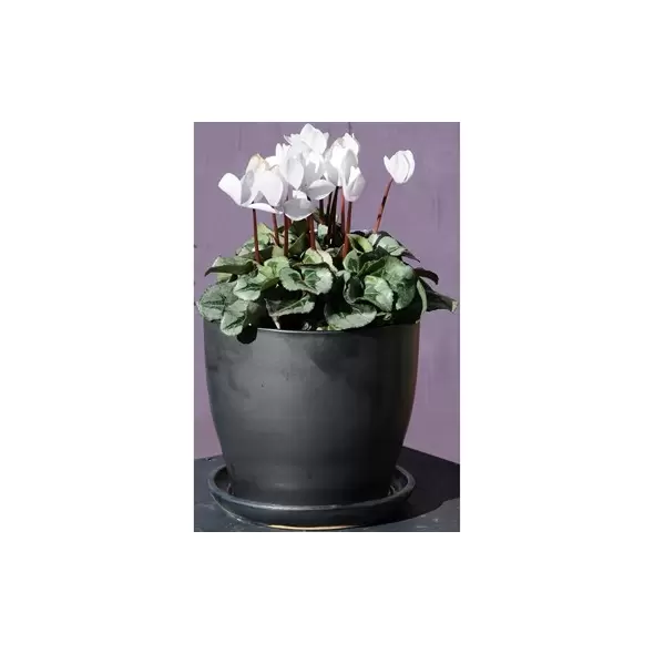 Verandah 6"x5.5" Lily Svr