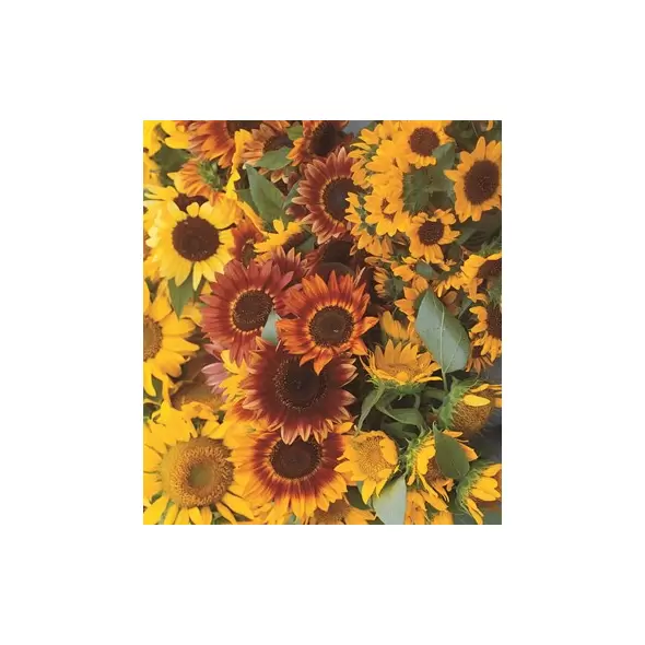 Sunflower, Autumn Beauty - 1/2 lb