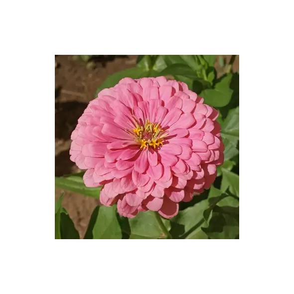 Zinnia, Luminosa Pink - 1/2 lb