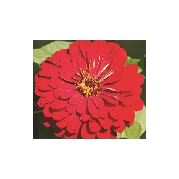 Zinnia, Cherry Queen - 1/2 lb