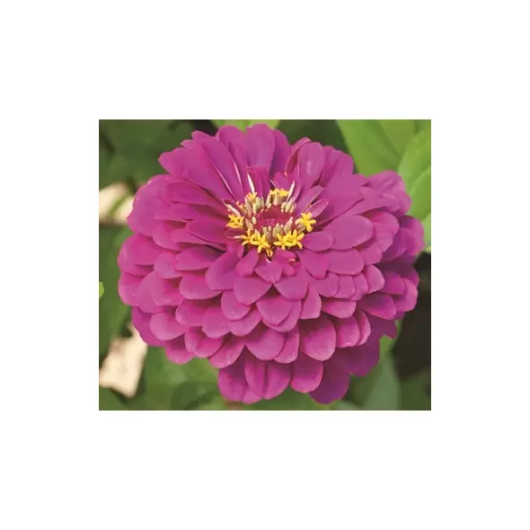 Zinnia, Purple Prince - 1/2 lb