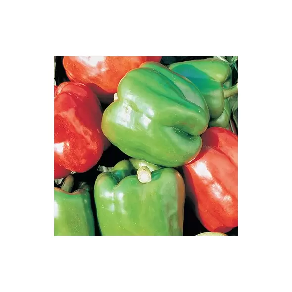Peppers, Yolo Wonder - 10,000 Seed Count