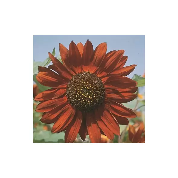 Sunflower, Velvet Queen - 1/2 lb
