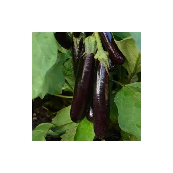 Eggplant, Hansel - 10,000 Seed Count