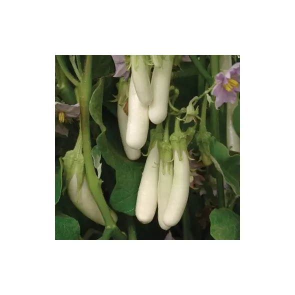 Eggplant, Gretel White - 100 Seed Count