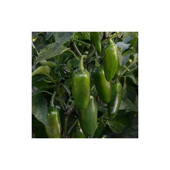 Peppers, La Bomba II - 1,000 Seed Count