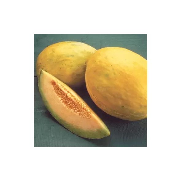 Cantaloupe , Burpee Hyb - 10,000 Sd Ct