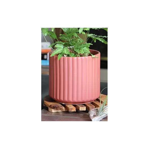 Palm Spring 6.5" Brush Comb Hbs Planter