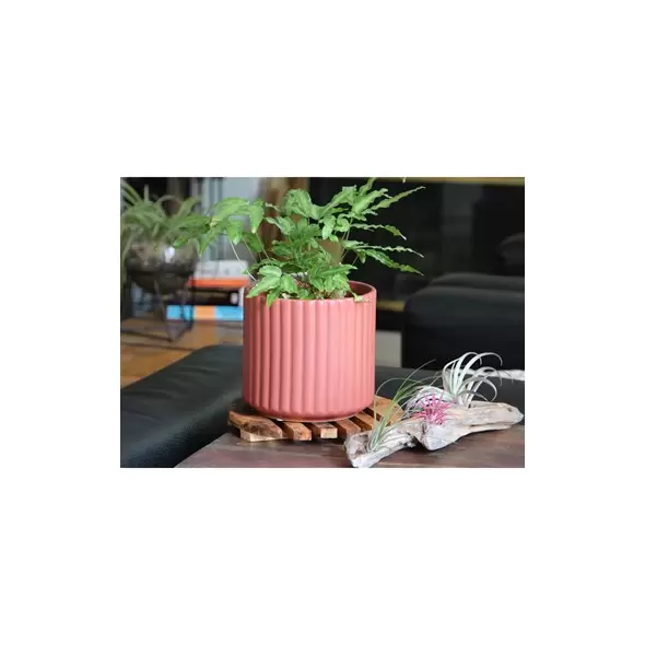 Palm Spring 8" Brush Comb Planter Hbs