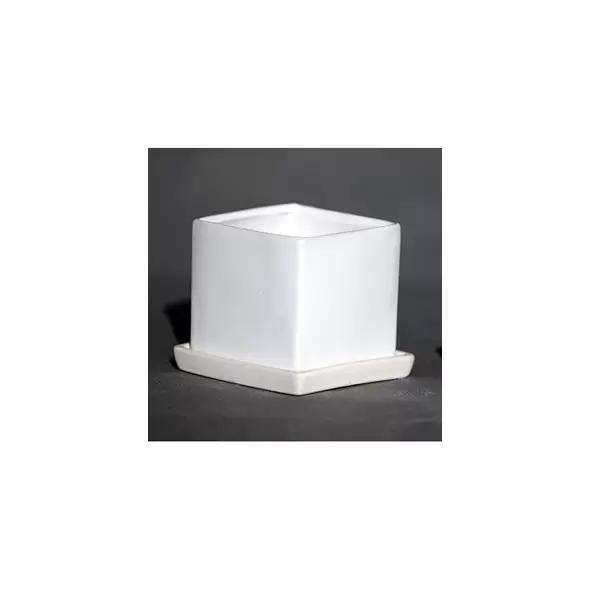 Palm Spring 2.5" Cube Pot with Ds Mwh