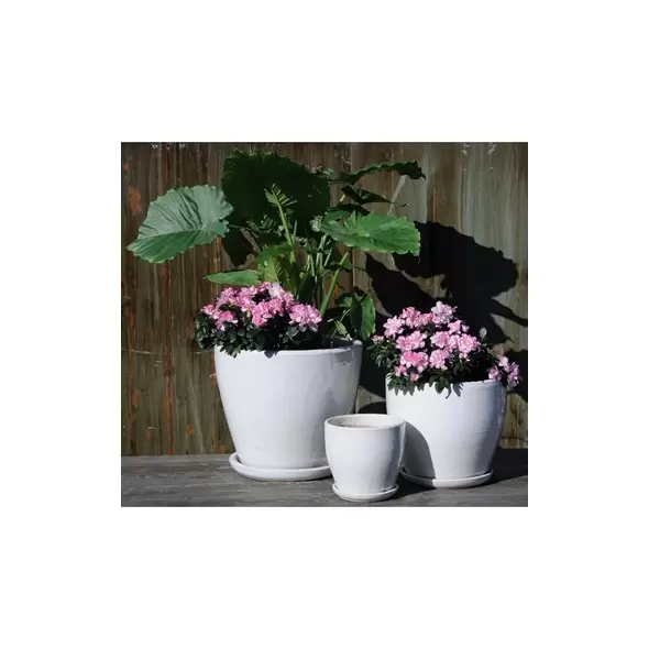 Verandah 6"x5.5" Lily Wsp
