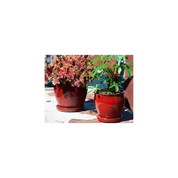 Verandah 5" Butter Cup Sz C Trd