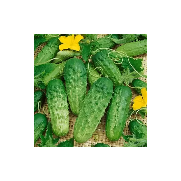 Cucumber, Pick a Bushel 10,000 Seed Count