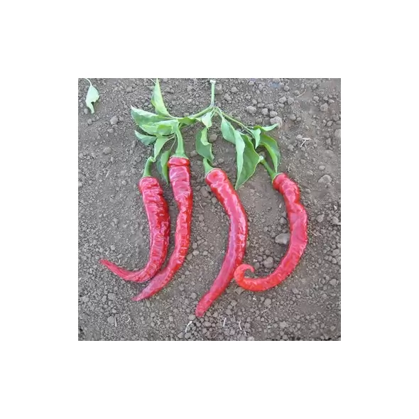Peppers, Cayenne Red Thick - 10,000 Seed Count