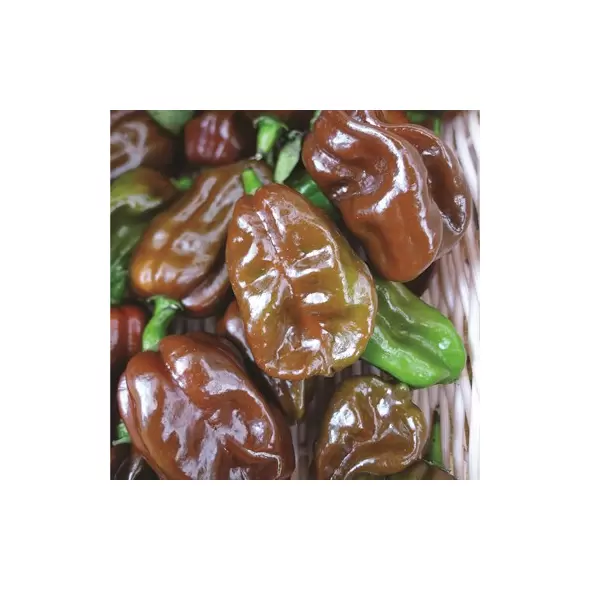 Peppers, Habanero Chocolate - 10,000 Seed Count