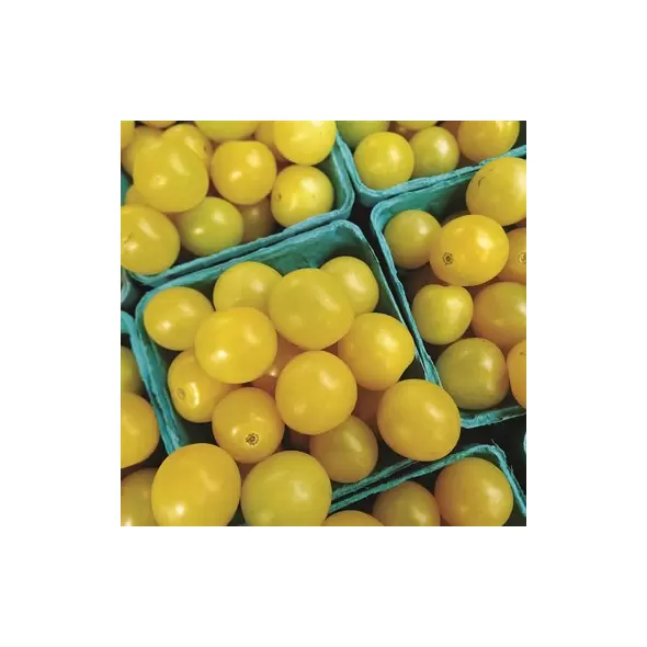 Tomato, Yellow Plum - 10,000 Seed Count