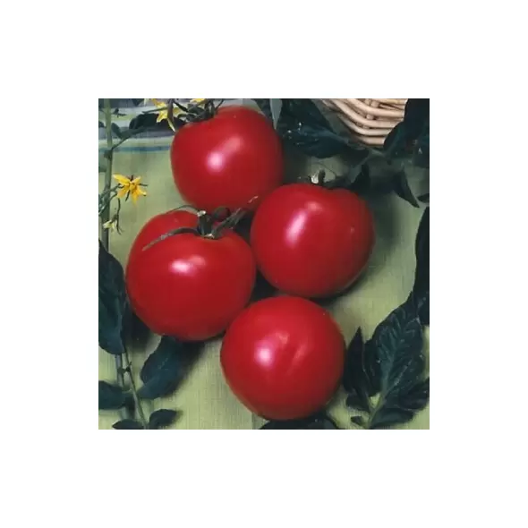 Tomato, Arkansas Traveler - 5,000 Seed Count