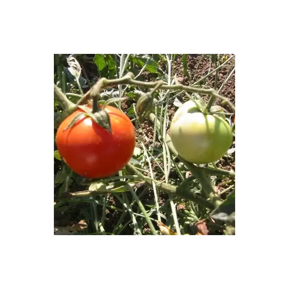 Tomato, Super Sioux - 100 Seed Count
