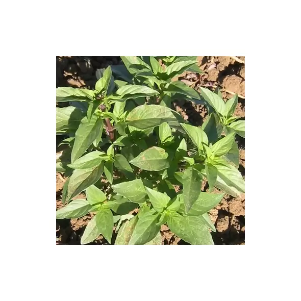 Basil, Siam Queen 1/2 oz