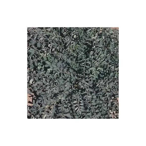 Salad Burnet 1/4 oz