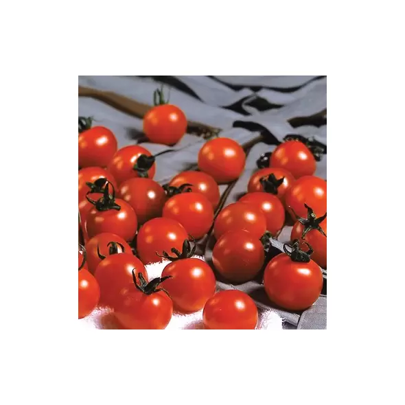 Tomato, Sweet Million Treated - 10,000 Seed Count