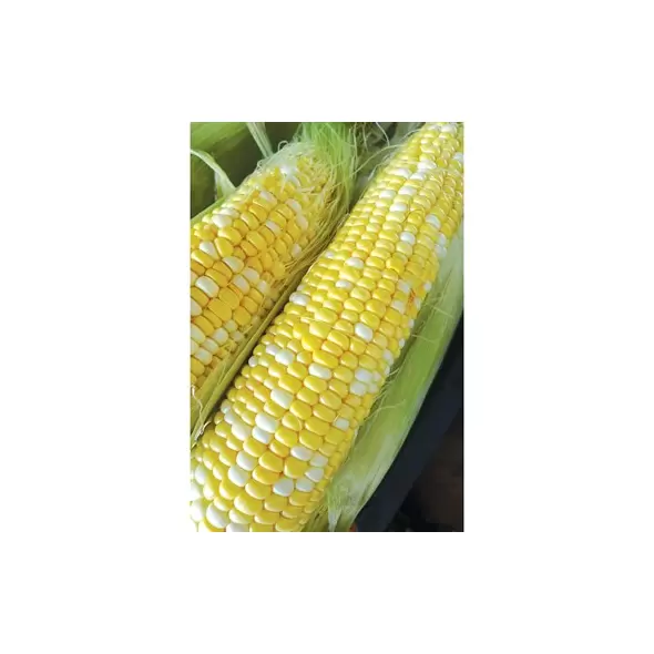CORN, HONEY-N-PEARL 100m Seeds