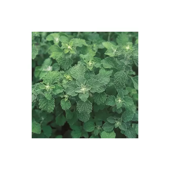 Horehound 1/16 oz