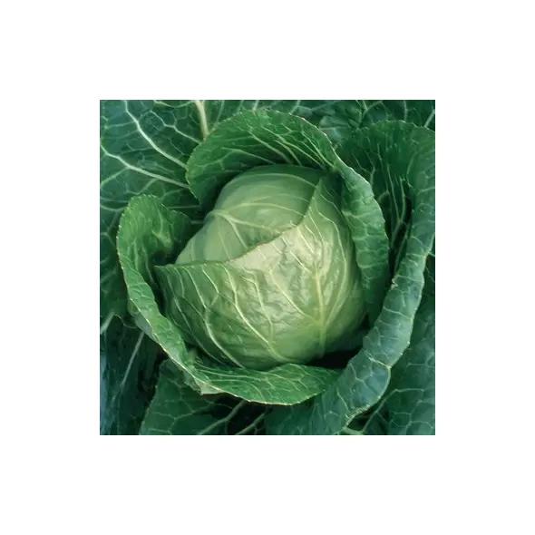 Cabbage, Early Jersey Wakefield 10,000 Seed Count