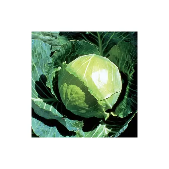Cabbage, Golden Acre 10,000 Seed Count