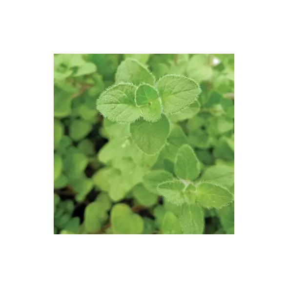 Marjoram, Sweet 1 oz