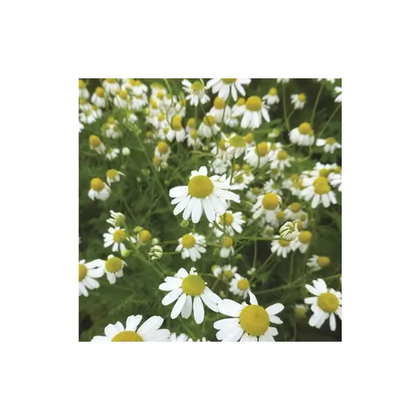 Chamomile, Roman 1/2 oz