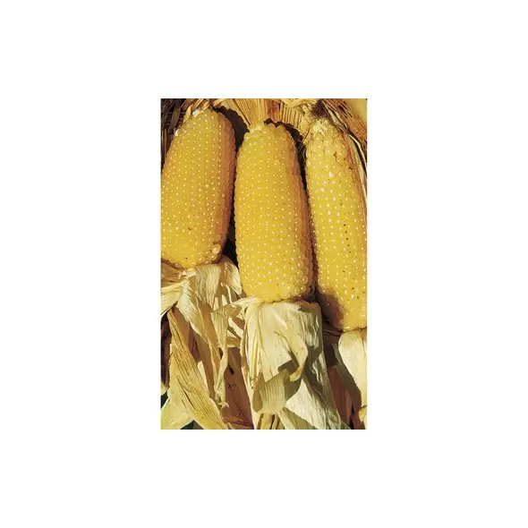 Popcorn, Perdue 410 Hybrid - 50lb
