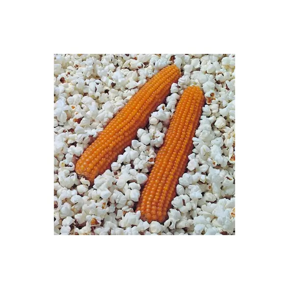 Popcorn, South American - 50lb