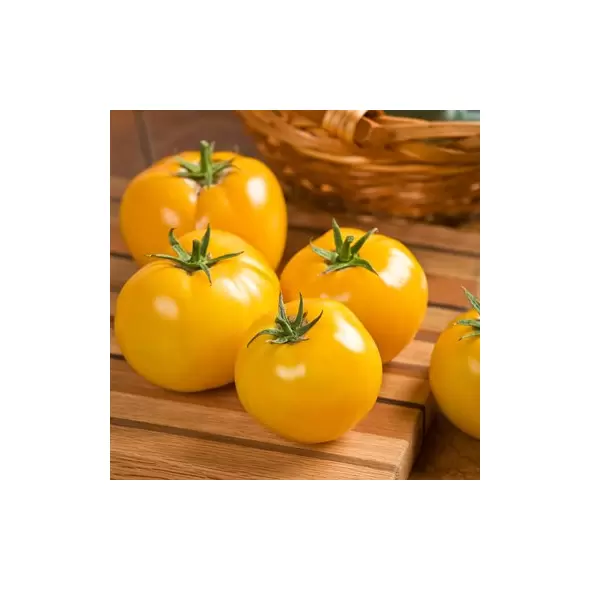 Tomato, Lemon Boy Untreated - 5,000 Sd Ct