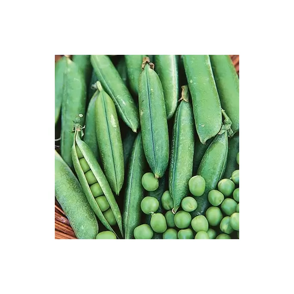 Peas, Thomas Laxton Treated - 50lb