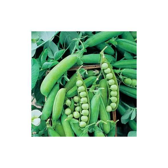 PEAS, ALASKA 62 - TREATED 50