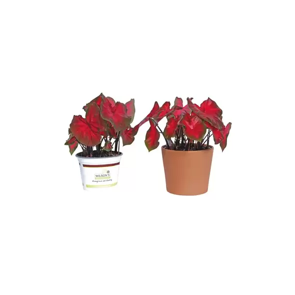 Burley Clay Terra Cotta Sleeve Pot