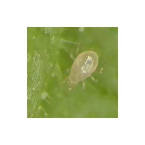 Bioline Starskii 1K Mini Sachets 125,000 Amblyseius swirskii ( Thrips Whitefly )