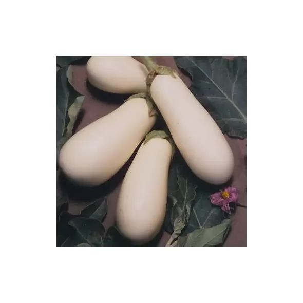 Eggplant, Casper - 10,000 Seed Count