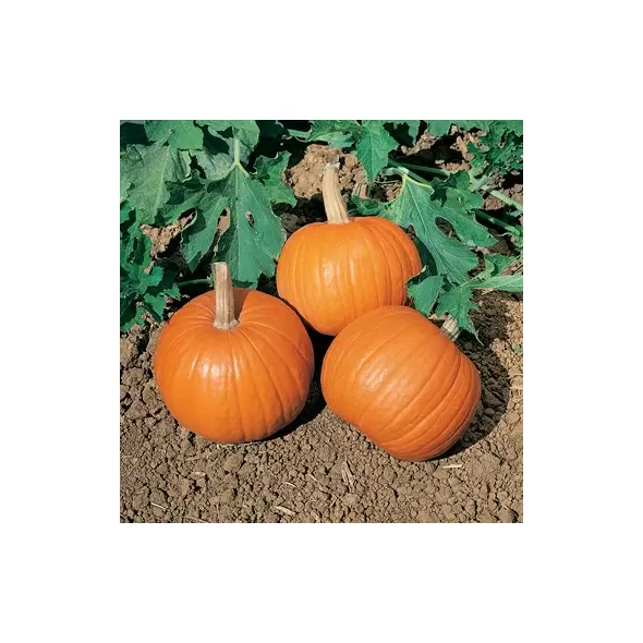 Pumpkin, Wee Be Little - 5,000 Seed Count