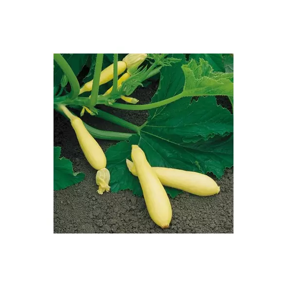 Squash, Fortune 1,000 Seed FarMore Treated