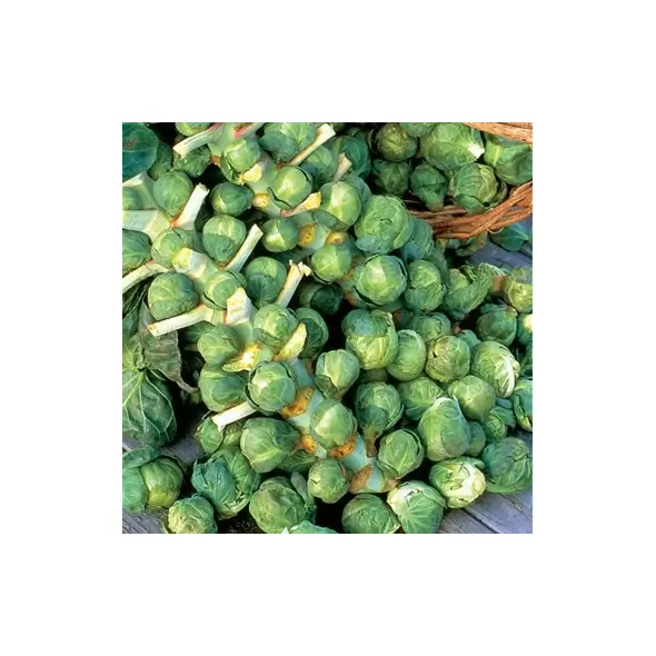 Brussel Sprouts, Long Island - 10,000 Seed Count