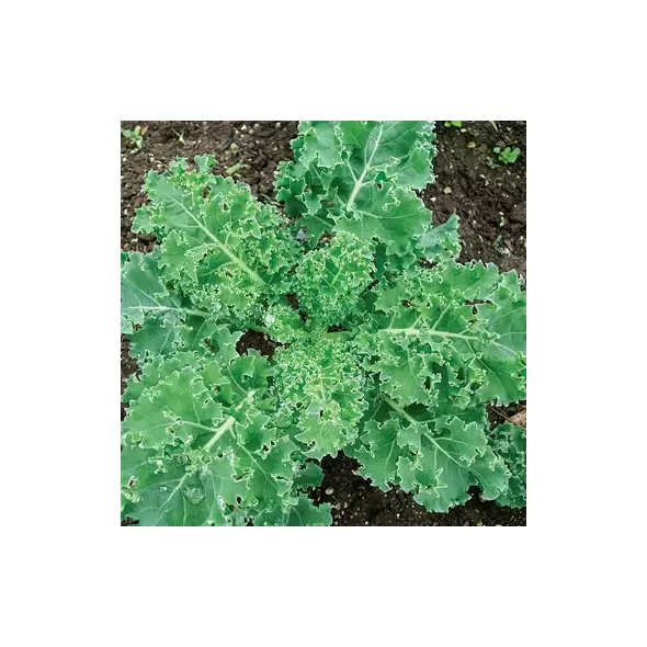 Kale, Siberian 1,000 Seed Count