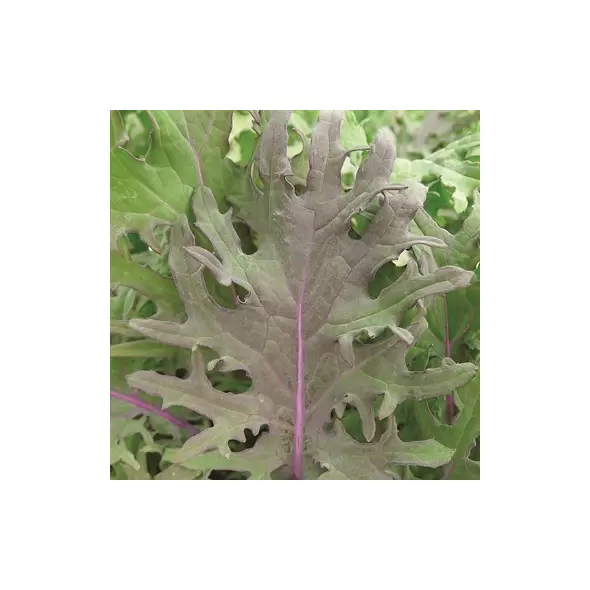 Kale, Red Russian - 5,000 Seed Count