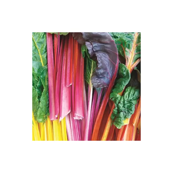 Swiss Chard, Rainbow - 10,000 Seed Count
