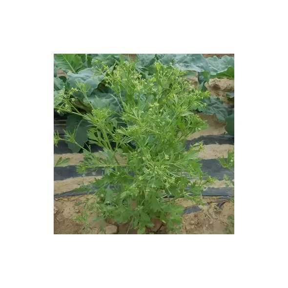 Anise 1 oz